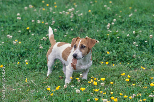 Jack Russell Terrier standing in field with leaf in mouth