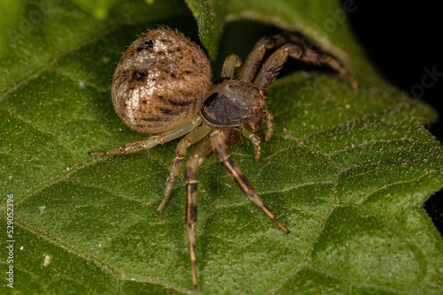 Small Female Crab Spider photo