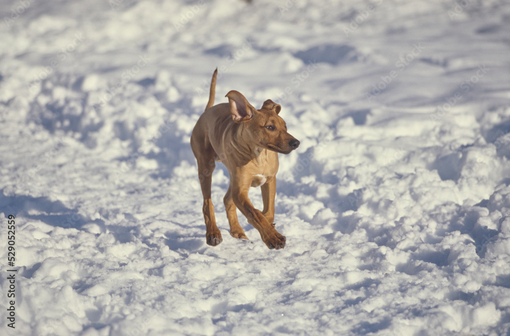 Rhodesian Ridgeback running in snow outside Rhodesian Ridgeback running in snow outside