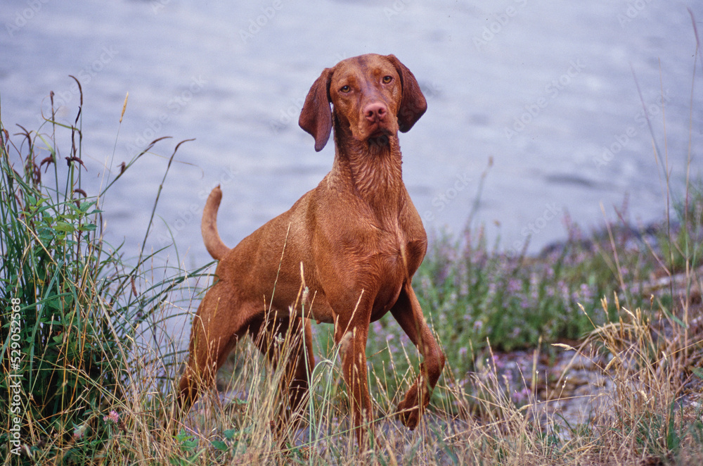 Vizsla with wet fur standing near lake shore Vizsla with wet fur standing near lake shore