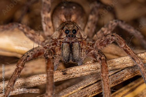 Small Wolf Spider photo