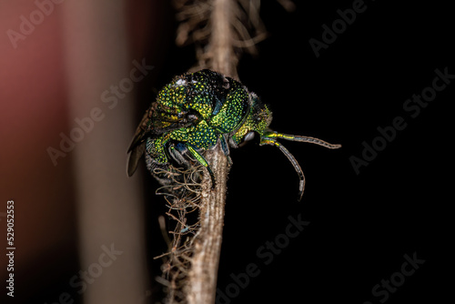 Adult Cuckoo Wasp photo