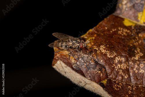 Adult House Fly photo