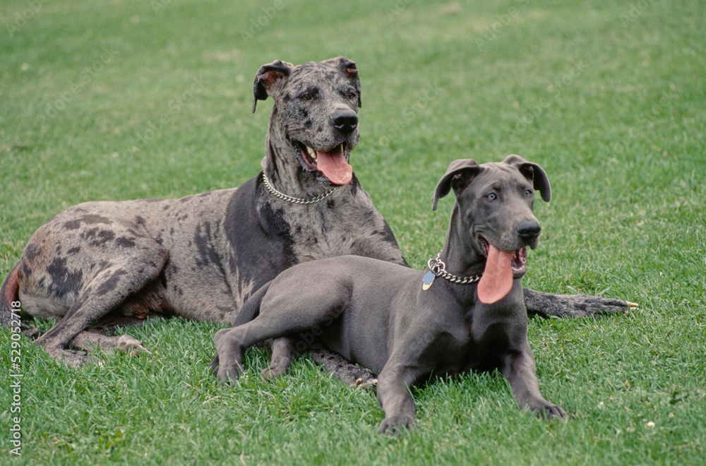 Great Danes laying in field with tongues out - obrazy, fototapety, plakaty 