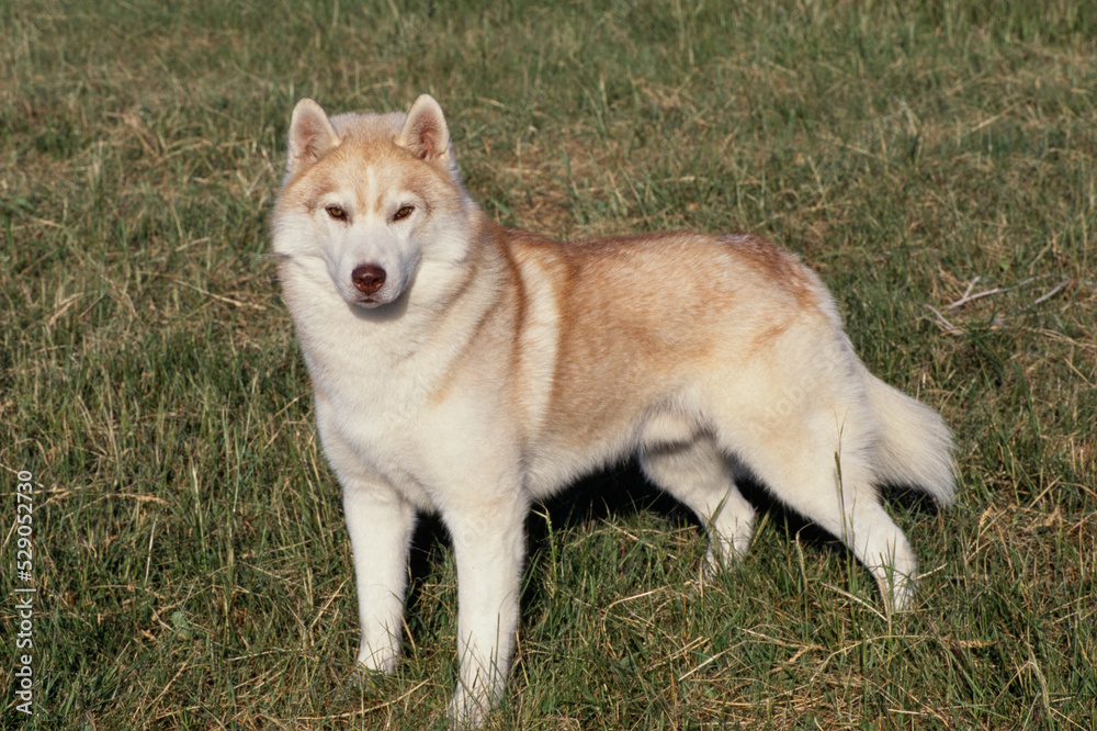 Siberian Husky standing in grass field looking at camera