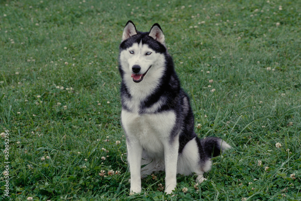 Siberian Husky sitting in field with mouth open Siberian Husky sitting in field with mouth open