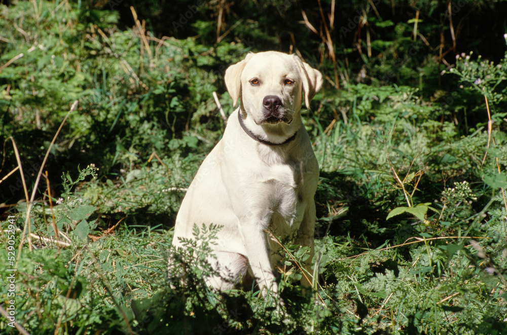 Yellow Lab in bushes