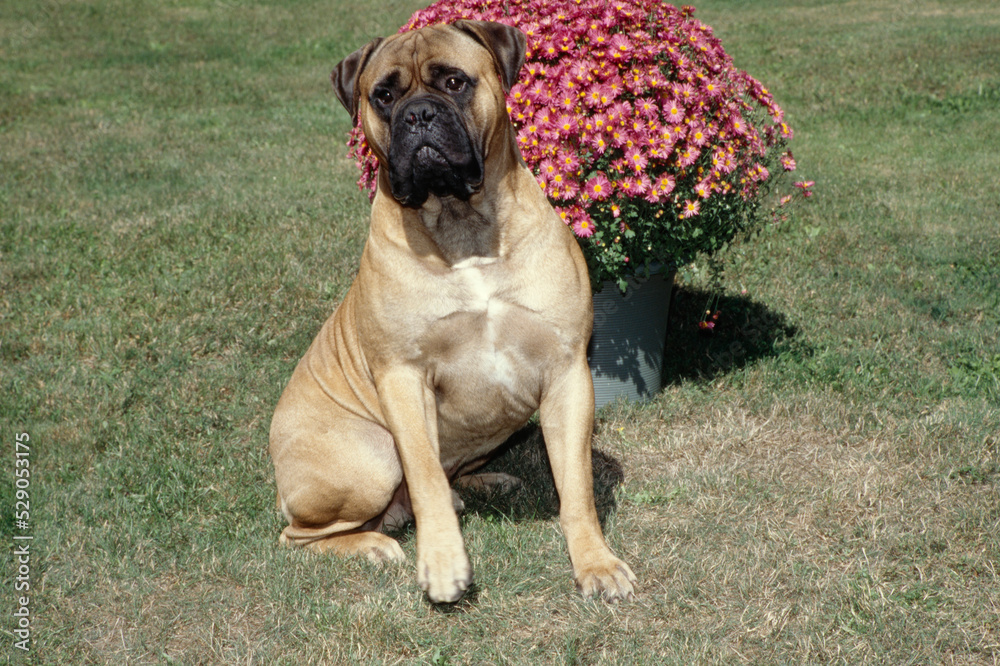 Mastiff in grass with flowers