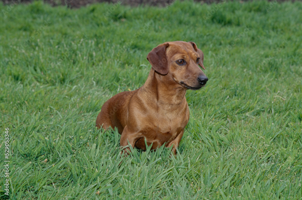 Dachshund in yard