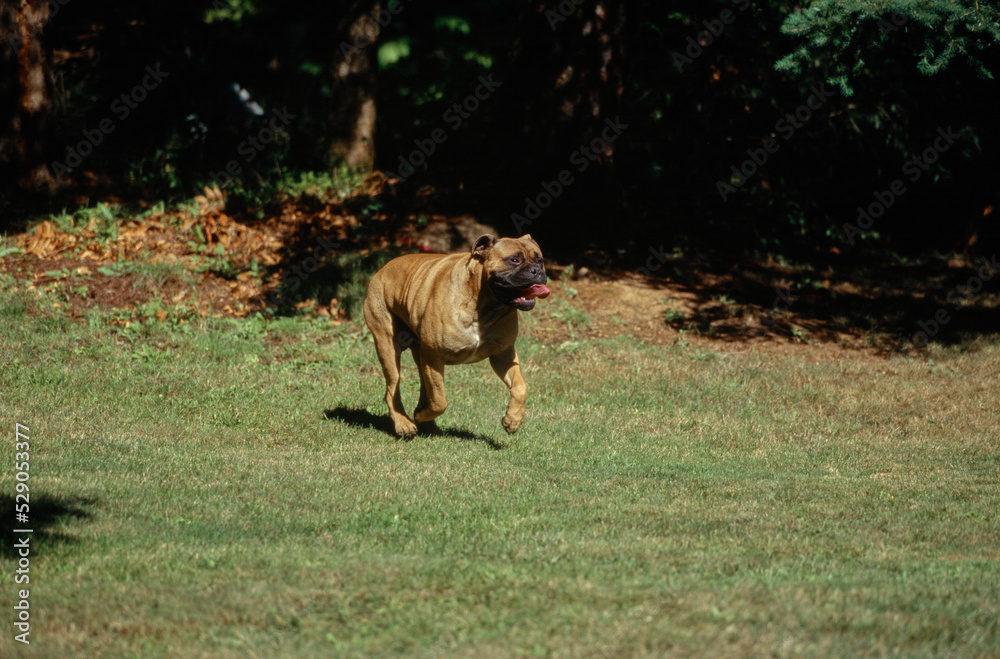 Mastiff running through grass