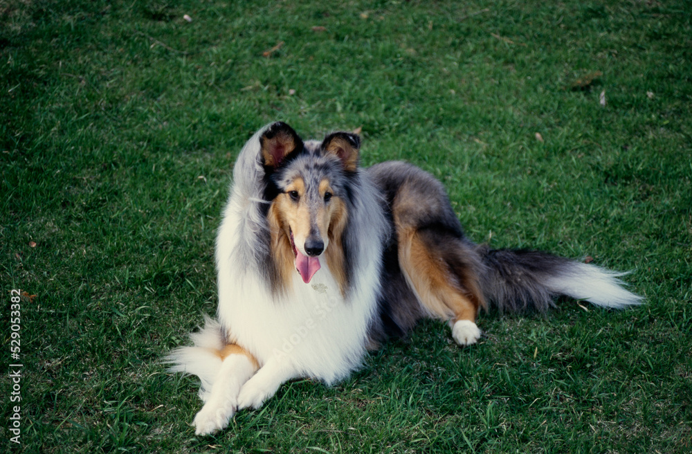 Collie in grass Collie in grass