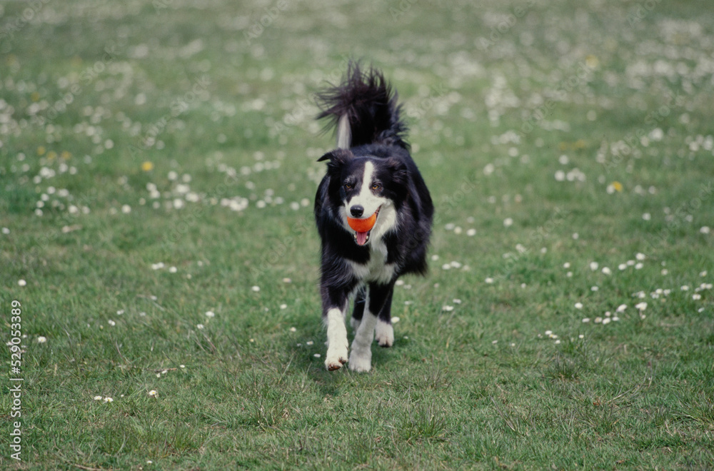 Border Collie running in grass with toy