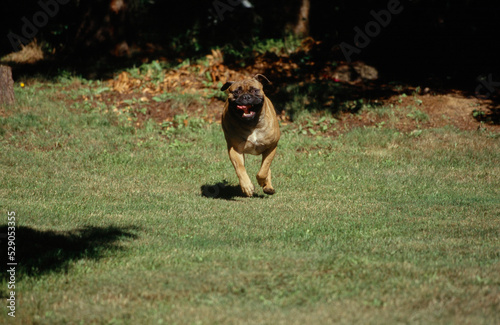 Mastiff running in field © SuperStock
