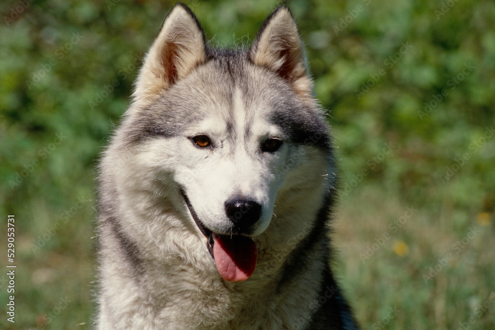 Close up of Siberian Husky sitting on Rock with tongue out
