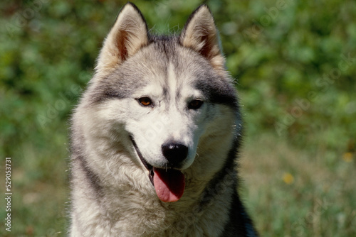 Close up of Siberian Husky sitting on Rock with tongue out © SuperStock
