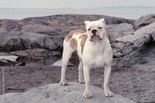 Fototapeta Naklejka Na Ścianę i Meble -  English Bulldog standing on rock