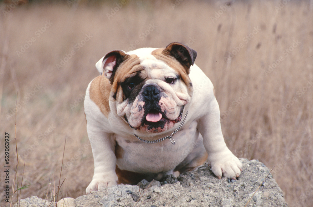English Bulldog sitting on rock in field