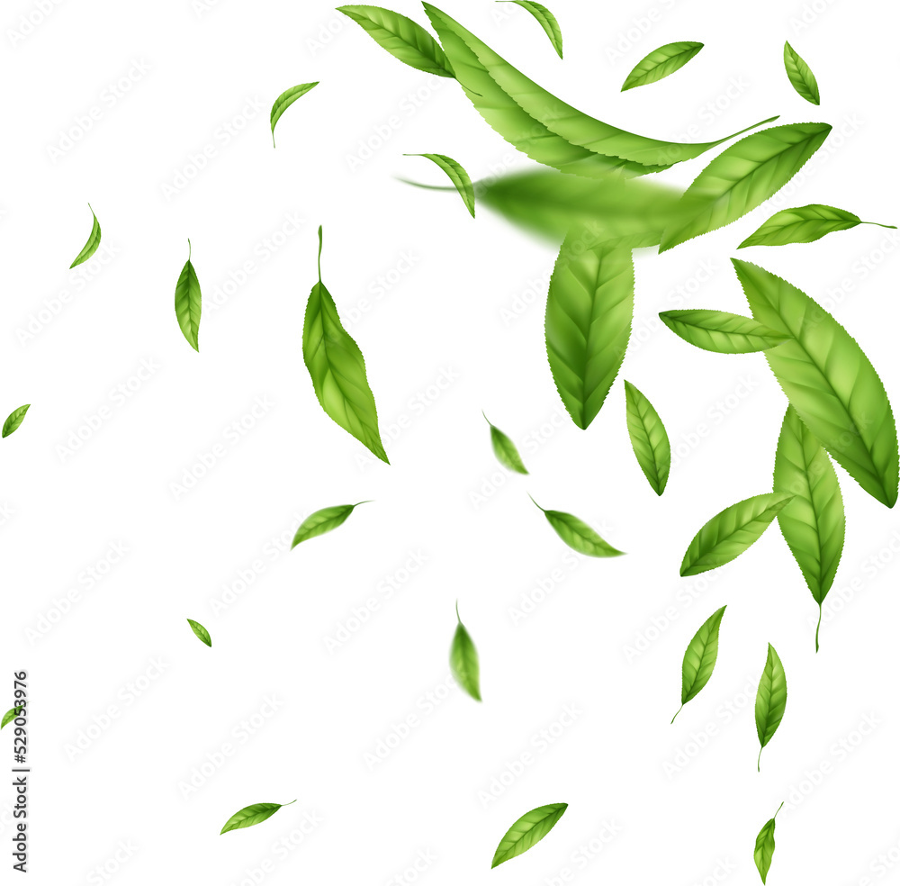 Green leaf