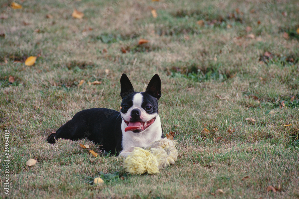 Boston Terrier laying with rope toy Boston Terrier laying with rope toy