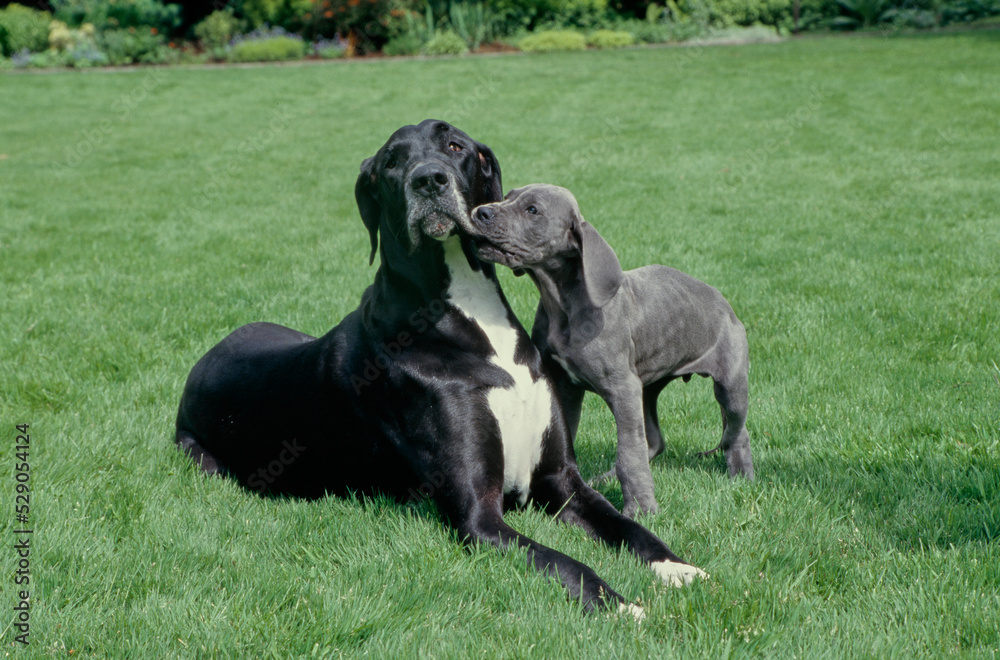 Great Dane laying in grass with puppy biting its face