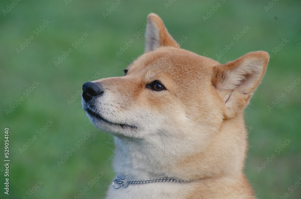 Close up of Shiba Inu in grass looking right