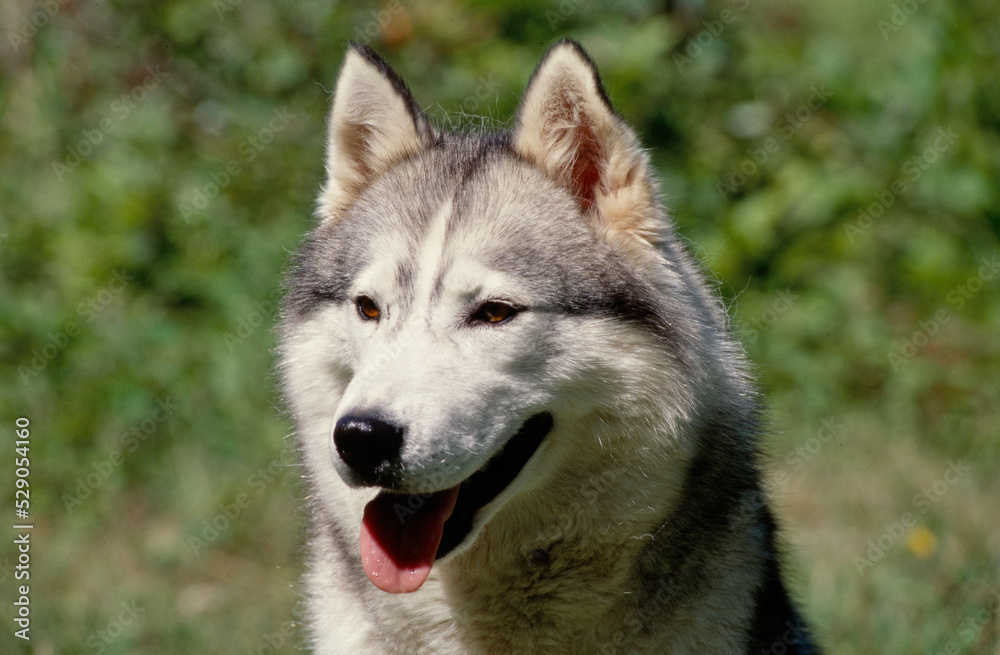 Close up of Siberian Husky sitting on Rock