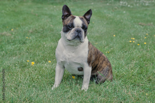 Boston Terrier in yard