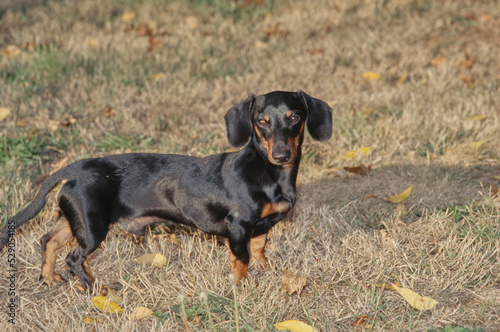Dachshund in field with leaves