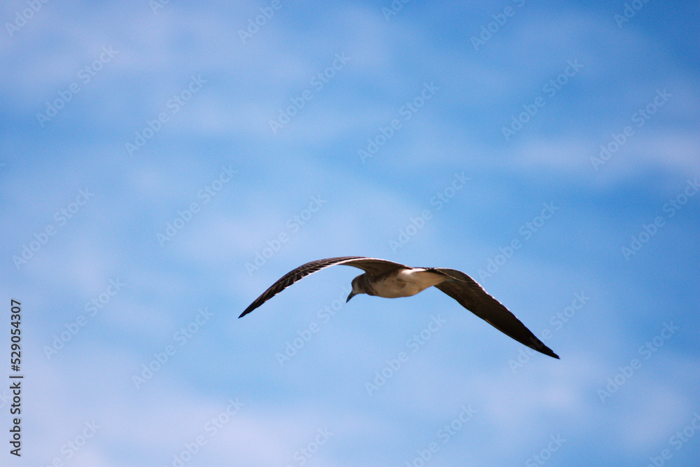 Tern a Shorebird on the East Coast Gliding in the Blue Sky Cloud Background