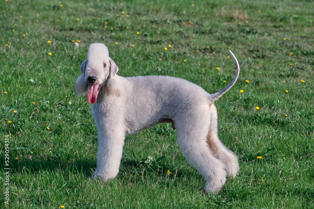 White Bedlington Terrier standing in grassy field White Bedlington Terrier standing in grassy field