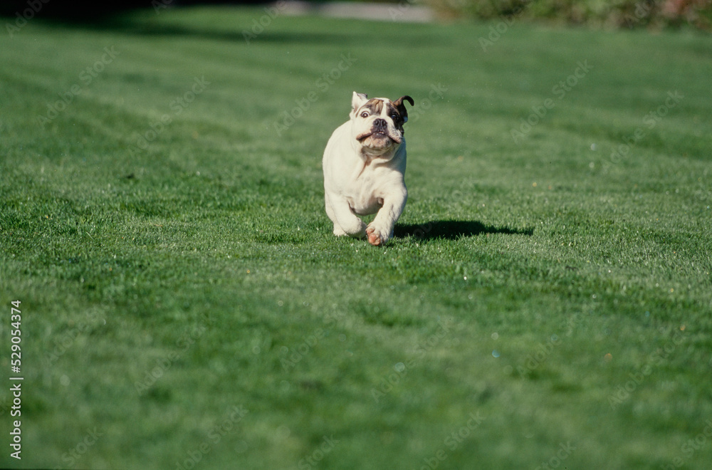 English Bulldog puppy running in grass English Bulldog puppy running in grass