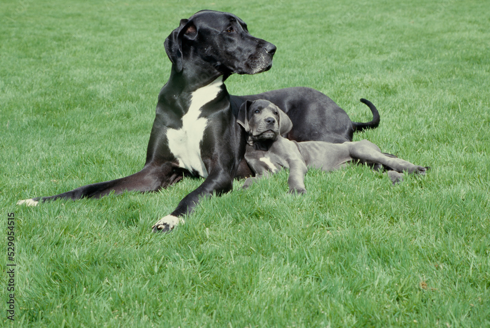 Great Dane laying in grass with puppy