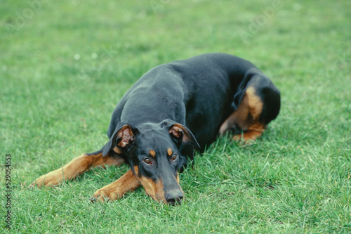 Doberman laying in green grass field with head down