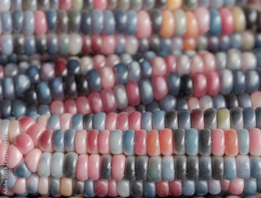 Zea Mays gem glass cobs of corn , also known as calico, flint or fiesta corn, with brightly coloured kernels. Grown in an urban garden in London UK. Zea Mays gem glass cobs of corn , also known as calico, flint or fiesta corn, with brightly coloured kernels. Grown in an urban garden in London UK.