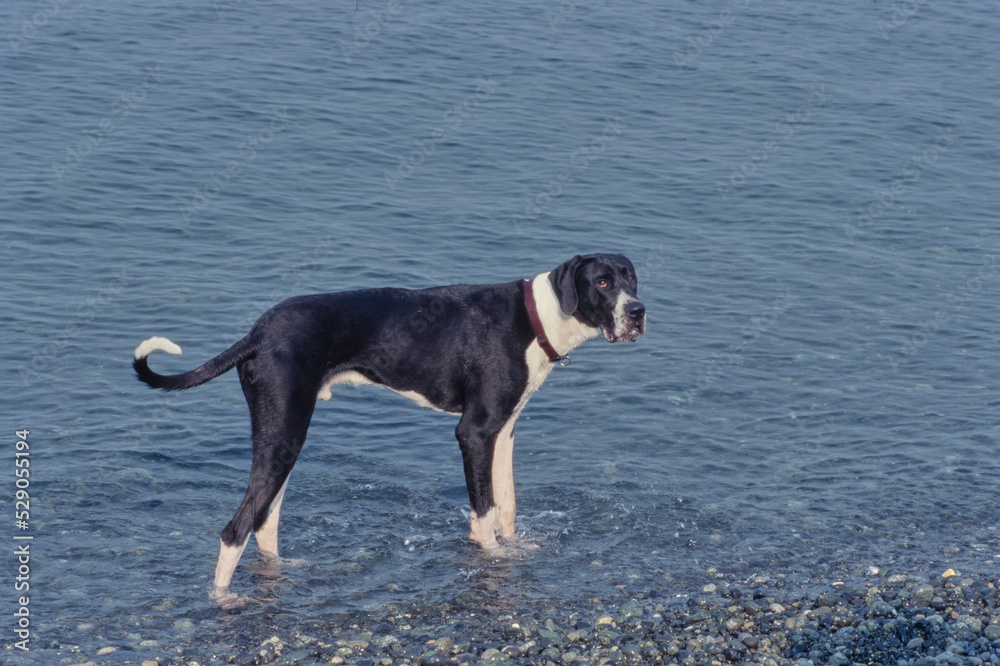 Great Dane standing in water on beach Great Dane standing in water on beach