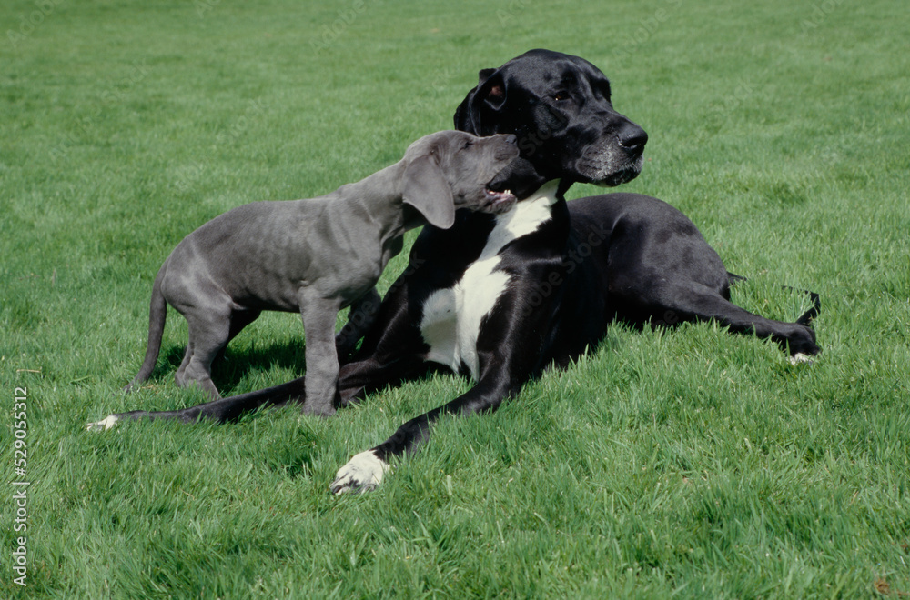Great Dane puppy biting at mother in grass Great Dane puppy biting at mother in grass