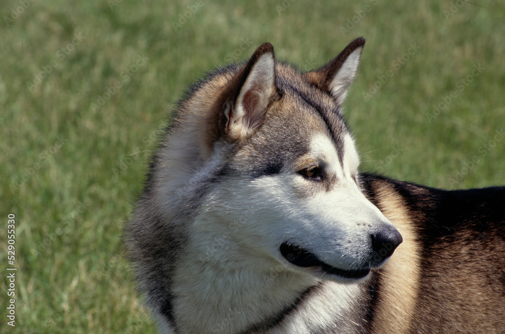 Close up of Siberian Husky in grass field looking left