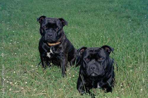 Vászonkép Staffordshire Bull Terriers in field