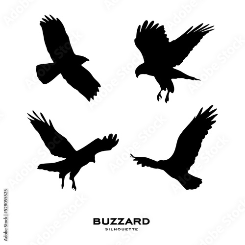 Buzzard silhouette. Common Buzzard bird silhouette isolated on white background. vector illustration