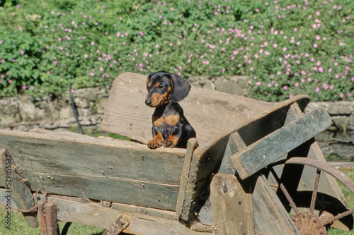 Dachshund in old wheelbarrow