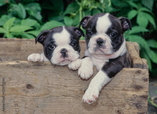 Boston Terrier puppies in box © SuperStock