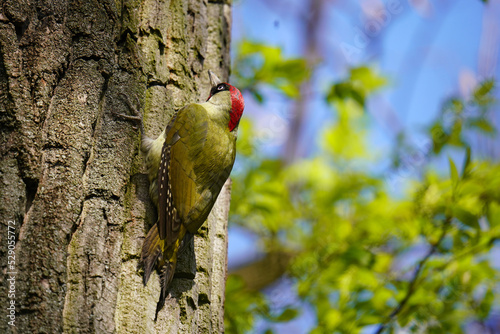 European green woodpecker (Picus viridis). Male green woodpecker on a tree. photo
