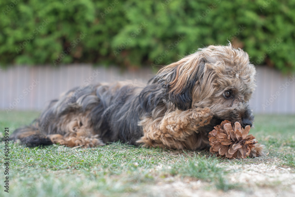 Bolonka Hund spielt mit Tannenzapfen im Herbst auf der Wiese Bolonka Hund spielt mit Tannenzapfen im Herbst auf der Wiese