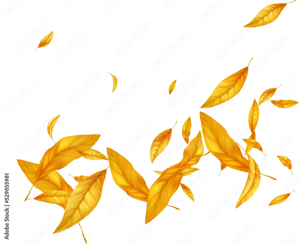 Autumn Leaves Background Autumn Leaves Background