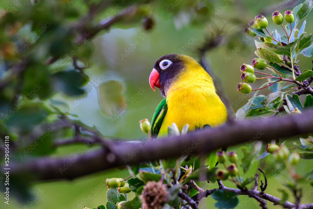 Lovebird is sitting on a branch. This bird, which is used as a symbol of true love, has the scientific name Agapornis fischeri
