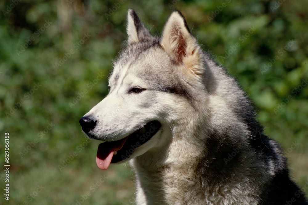 Close up of Siberian Husky sitting on Rock with tongue out looking ahead