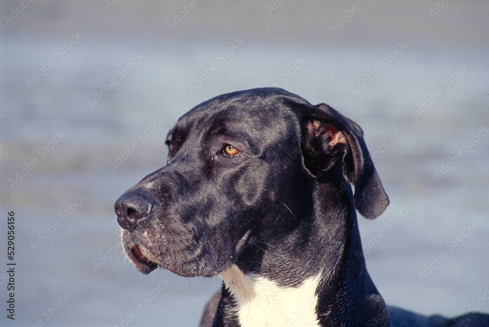 Close up of Great Dane on beach Close up of Great Dane on beach