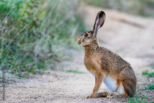 Wild European Hare Lepus Europaeus. Close up on a country road photo