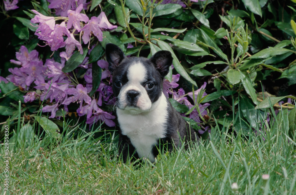 Boston Terrier puppy in yard