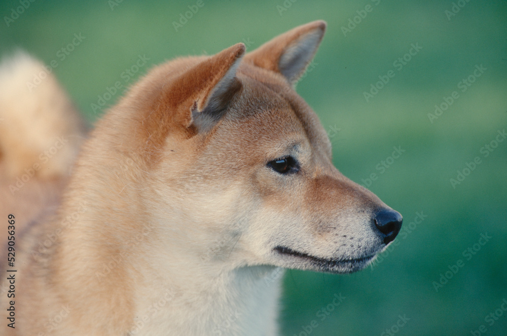 Close up of Shiba Inu in grass looking left Close up of Shiba Inu in grass looking left